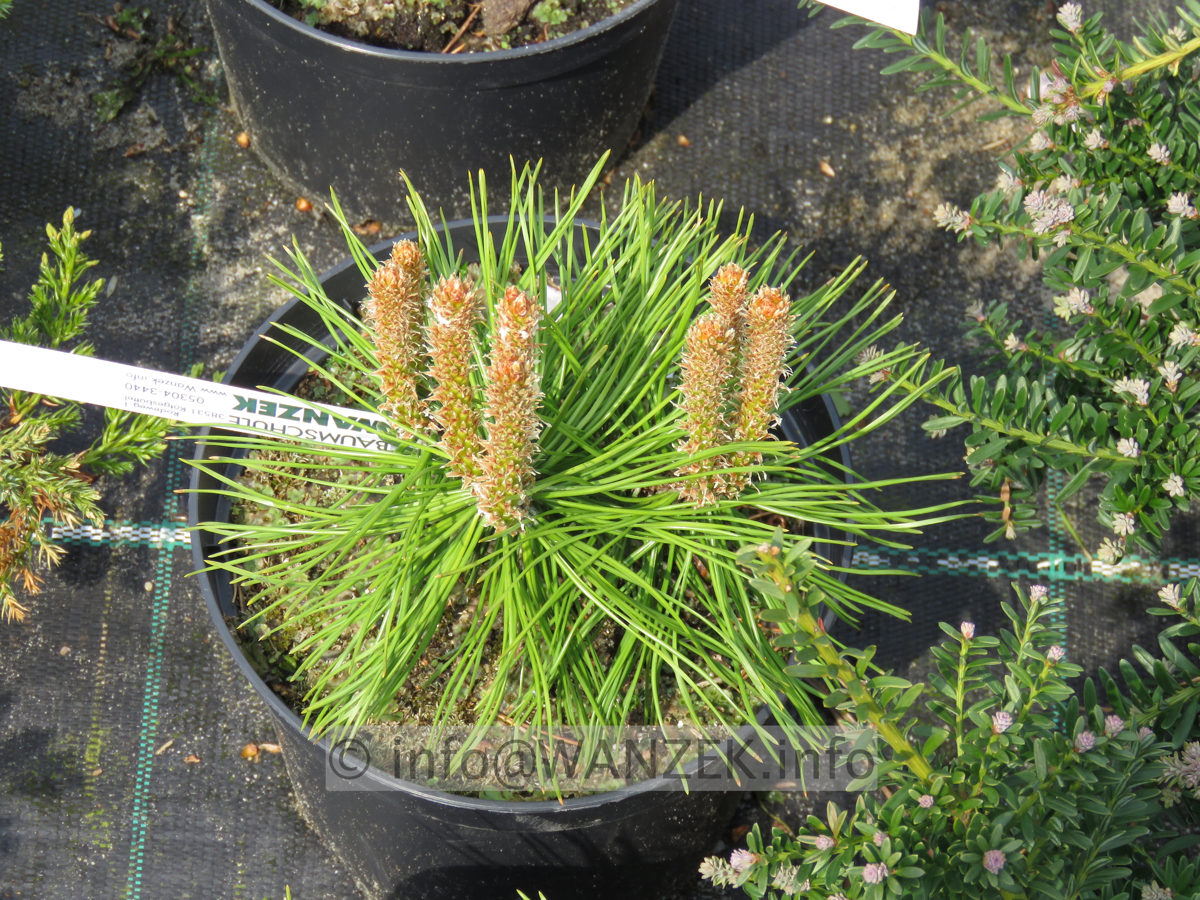 Pinus mugo Benjamin 02.JPG